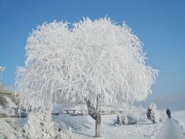 Jilin Rime Ice Snow Festival Snow Tree